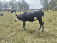 Bulle, Aberdeen-Angus — Foto 2