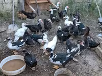Ducks — foto 3