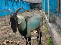 Taka, Echkilar — 2-rasm