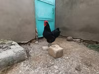 Chickens — photo 1