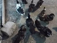 Ducks — 2-сурет