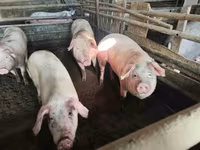 Schweine (Partie, Geschlecht nicht angegeben), Schweine — Foto 3