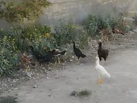 मेलीन — फ़ोटो 2