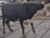 Bulle, Simmental cattle — Foto 3