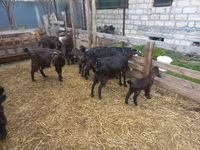 Ziege, Damask goat — Foto 8