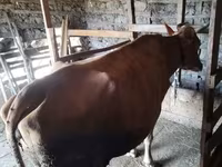 Vaca, Simmental cattle — foto 3