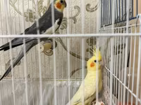 Məhsul: Nimfa (cockatiel) cütü və qəfəs dəsti Dişi ve Erkek, disi 6 — 1-сурет