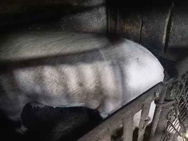 Säue, Schweine