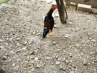Chickens — Foto 3