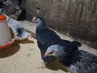 Chickens — الصورة 1