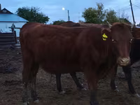 母牛, Kazakh White-headed cow — 照片 3