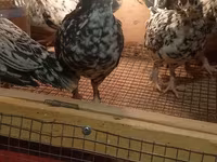 Japanisches Bantam — Foto 1