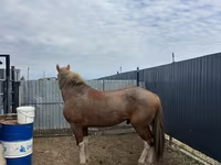 Caballo, Caballos — foto 1