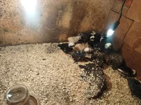 Chickens — photo 3