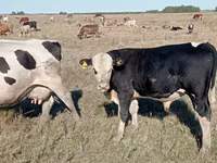 ثور, Simmental cattle — الصورة 1
