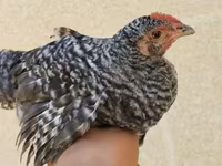 Chickens — foto 3