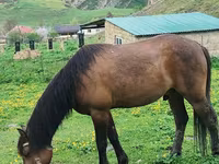 Hengst, Azerbaijan horse — Foto 3