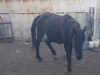 घोड़ी, Horse breed — फ़ोटो 3