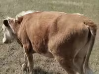 Vaca, Cabeza Blanca Ucraniana — foto 2