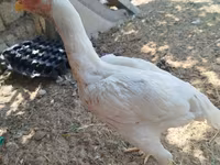 Chickens — الصورة 2