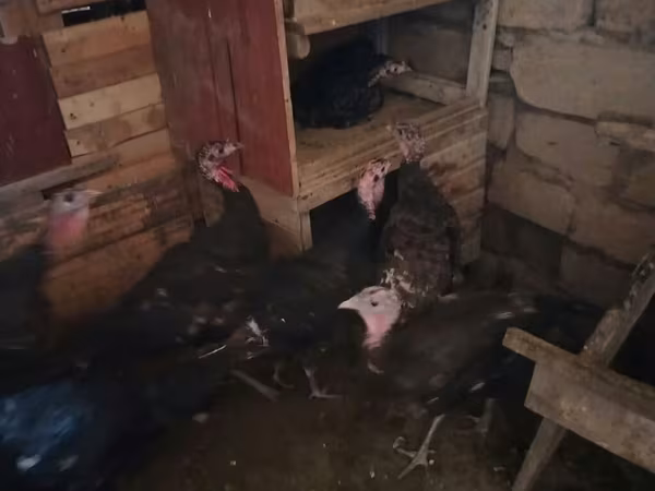 Turkeys