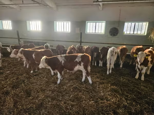 Bulle, Simmental cattle