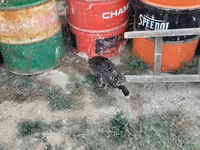 Turkeys — photo 2