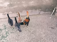 Chickens — 3-сурет