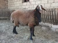 Ram, Sheep — photo 1
