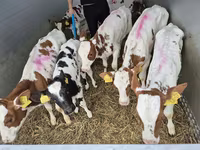 Toro, Simmental cattle — foto 2