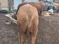 Bull, Cattle — photo 2