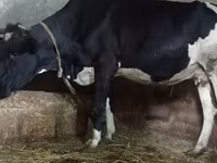 Sigir, Russian Black pied cattle — 4-rasm