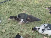 pato criollo doméstico — foto 3