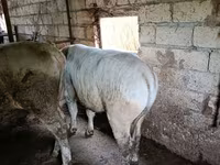 公牛, Cattle — 照片 1
