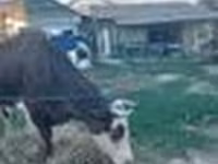 بقرة, Russian Black pied cattle — الصورة 8