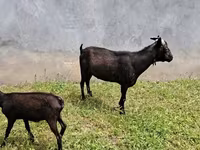 Ziege, Murcia-Granada goats — Foto 7