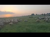 نعجة, الأغنام — الصورة 5
