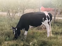 母牛, Holstein breed — 照片 2