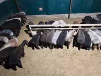 كبش, الأغنام — الصورة 3