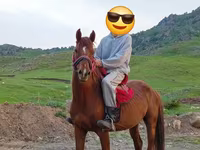 Hengst, Anglo-Arabian — Foto 1
