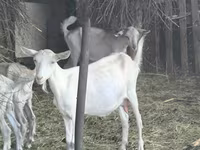 Goat, Alpine goat — photo 2