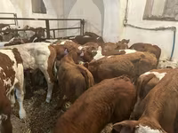 ثور, Simmental cattle — الصورة 5