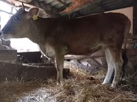 गाय, लाल-धब्बेदार नस्ल — फ़ोटो 2