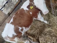 İnək, Simmental cattle — foto 2