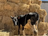 Kuh, Russian Black pied cattle — Foto 2