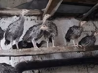 ब्रॉन्ज़ — फ़ोटो 1