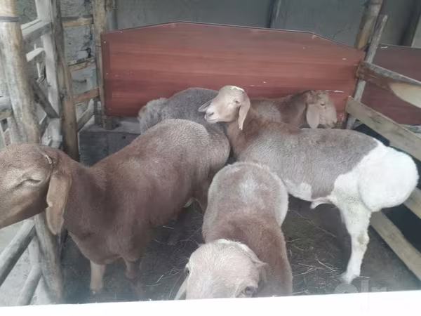 Ram, Sheep