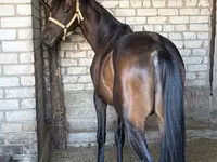 At, Thoroughbred horse — foto 2