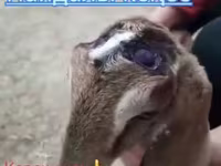 Ziegenbock, Ziegen — Foto 1