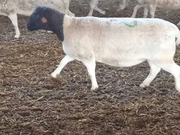 Qoyunlar (partiya, cinsi göstərilməyib), Dorper sheep — Rusiya